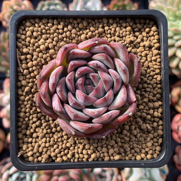 Echeveria Agavoides sp. 2" Succulent Plant