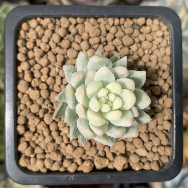 Sedeveria 'Supar Brow' Variegated 1" Succulent Plant