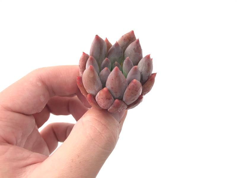 Echeveria 'Angel Finger' 1" Succulent Plant