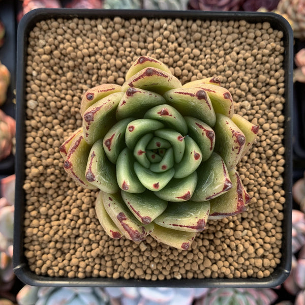 Echeveria Agavoides 'Helia' 3" Succulent Plant