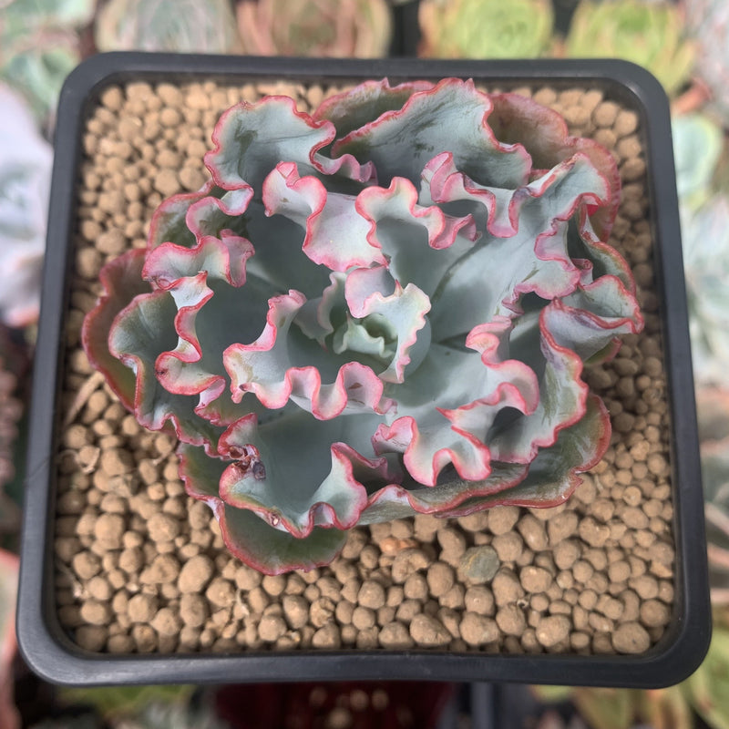 Echeveria 'Aquarius' 2" Succulent Plant