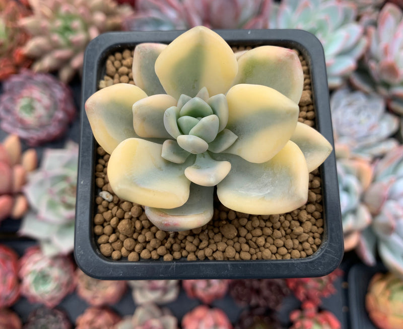 Graptoveria 'Grand Palace' Variegated 2" Succulent Plant