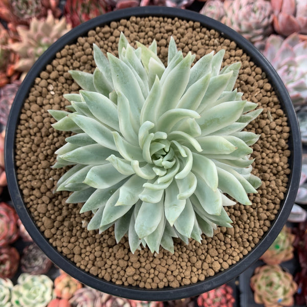 Graptoveria 'Fanfare' Variegated 4"-5" Succulent Plant