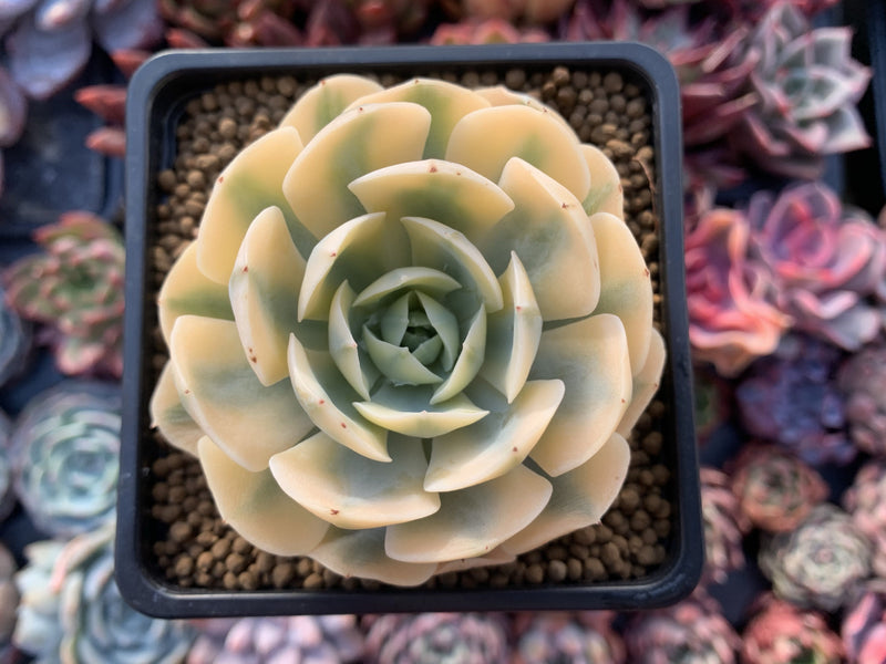 Echeveria Runyonii Variegated (Aka Echeveria 'Akaihosi' Variegated) 3"-4" Succulent Plant