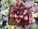 Graptoveria 'Ruby Donna' 3" Succulent Plant