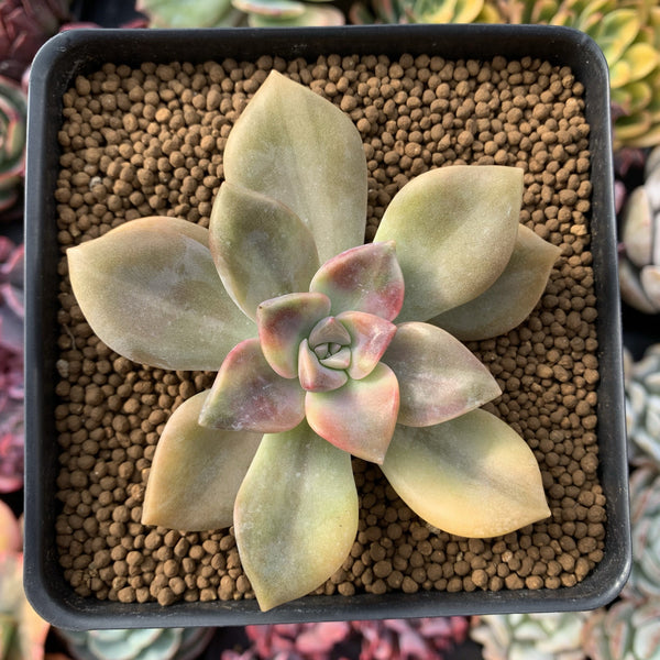 Graptopetalum Purple Delight Variegated 3"-4" Succulent Plant