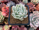 Echeveria 'Angel-In-Us' Variegated 1"-2" Succulent Plant