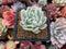 Echeveria 'Angel-In-Us' Variegated 1"-2" Succulent Plant