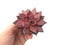 Echeveria Agavoides ‘Red Ebony’ Bifurcated 3”-4” Succulent Plant