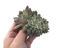 Echeveria 'Orange Monroe' Crested 4" Powdery Succulent Plant