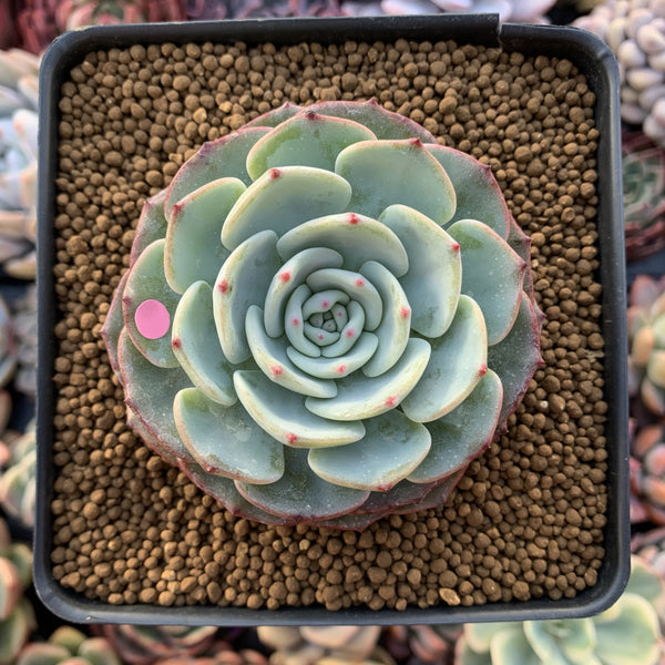 Echeveria 'Mont Blanc' 2" Powdery Succulent Plant