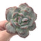 Echeveria 'Orange Monroe' Bifurcated 3" Powdery Succulent Plant