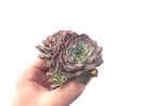 Echeveria 'Sarahime' 5" Large Succulent Plant