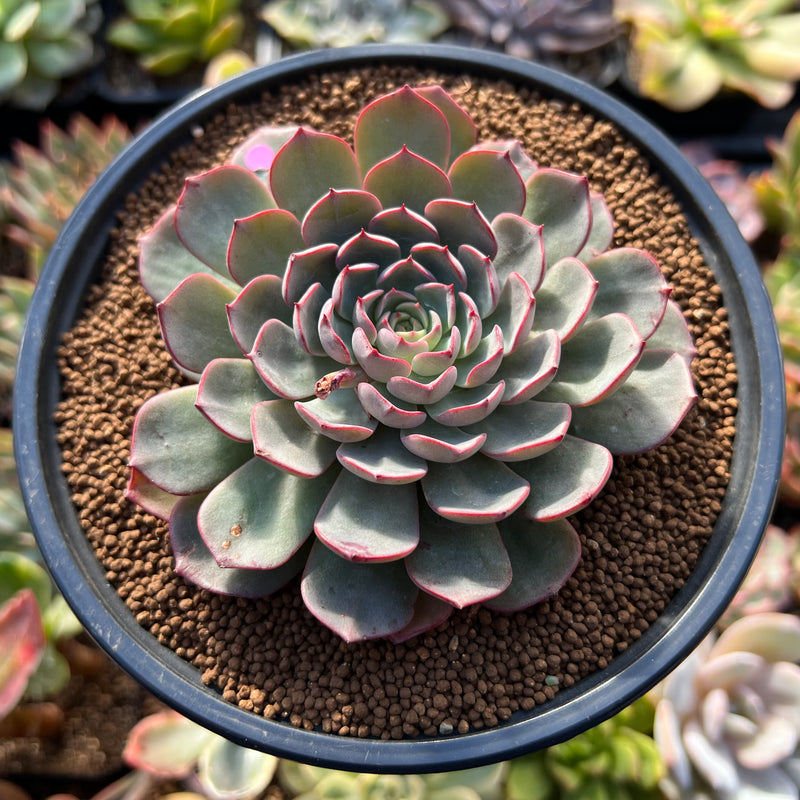 Echeveria 'Zeta' 2"-3" Succulent Plant