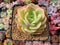 Echeveria 'Arenas' 3"-4" Succulent Plant