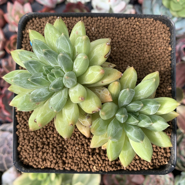 Pachyphytum Compactum 'Glaucum' 4" Cluster Succulent Plant