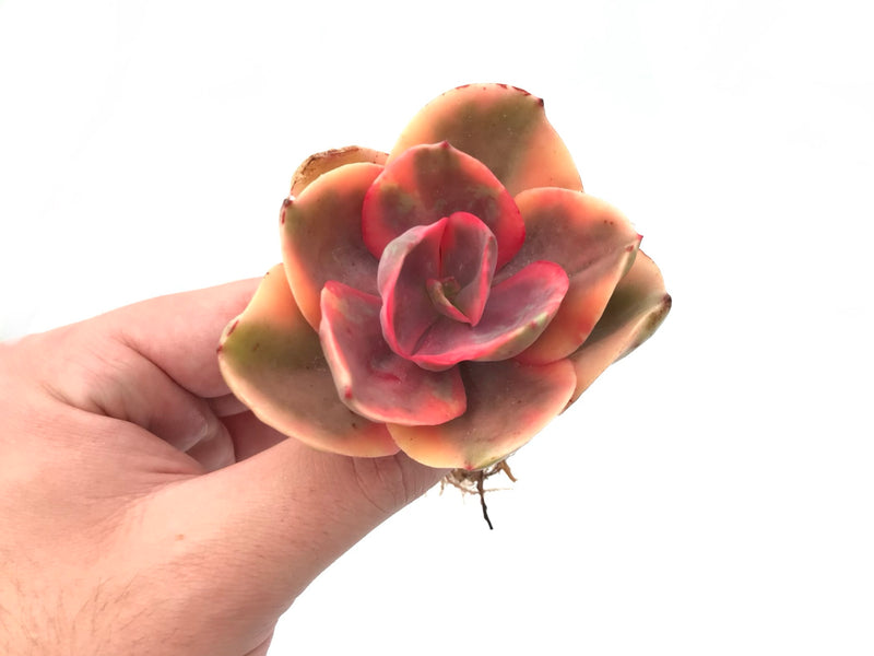 Echeveria 'Golden State' Variegated 3" Succulent Plant