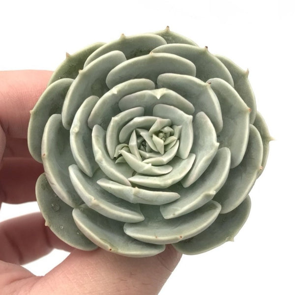 Echeveria 'Laura' 1"-2" Succulent Plant