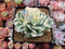 Echeveria 'Compton Carousel' Variegated 4" Cluster Succulent Plant