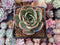 Echeveria 'Pink Flora' 3" Succulent Plant