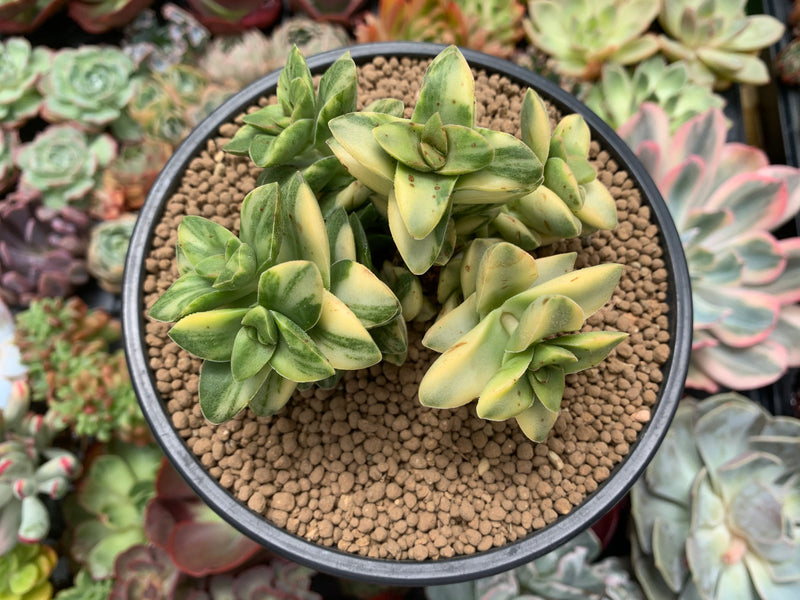 Crassula 'Springtime' Variegated 5" Large Cluster Succulent Plant