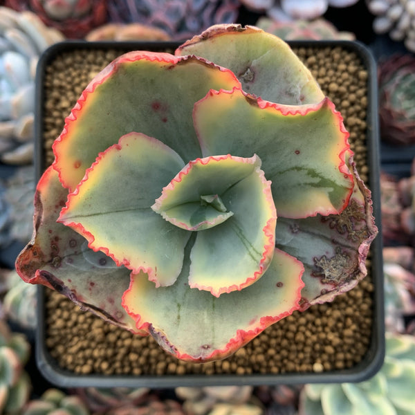 Echeveria 'Tornado' Variegated 3" Succulent Plant