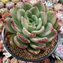 Echeveria Agavoides 'Champaign' 6" Large Succulent Plant