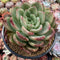 Echeveria Agavoides 'Champaign' 6" Large Succulent Plant