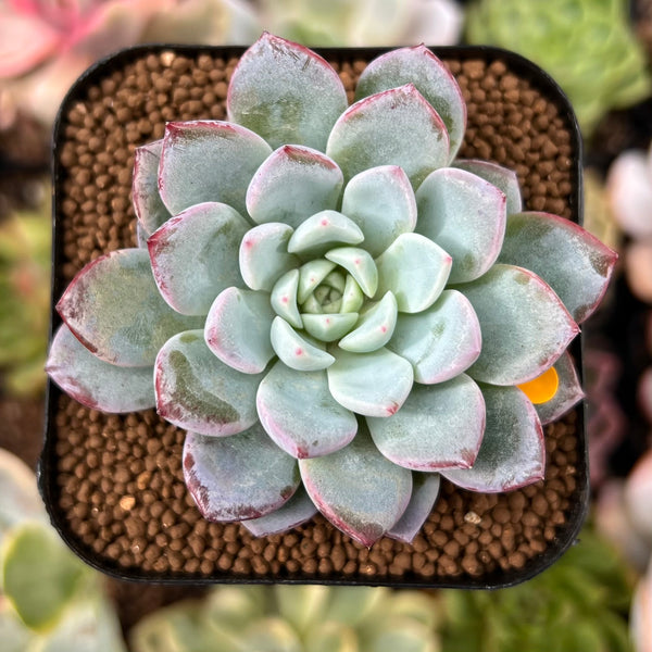 Echeveria 'Werther' 2" Powdery Succulent Plant