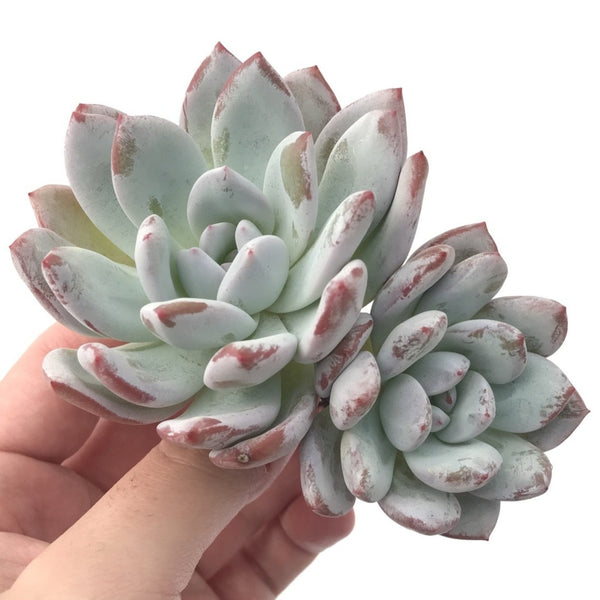 Echeveria 'Ivory' 4" Double Head Powdery Succulent Plant