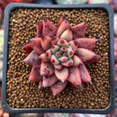 Echeveria Agavoides 'Sirius' 1" Small Succulent Plant