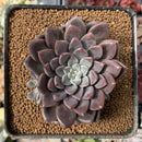 Graptopetalum 'Hermes' 3" Succulent Plant