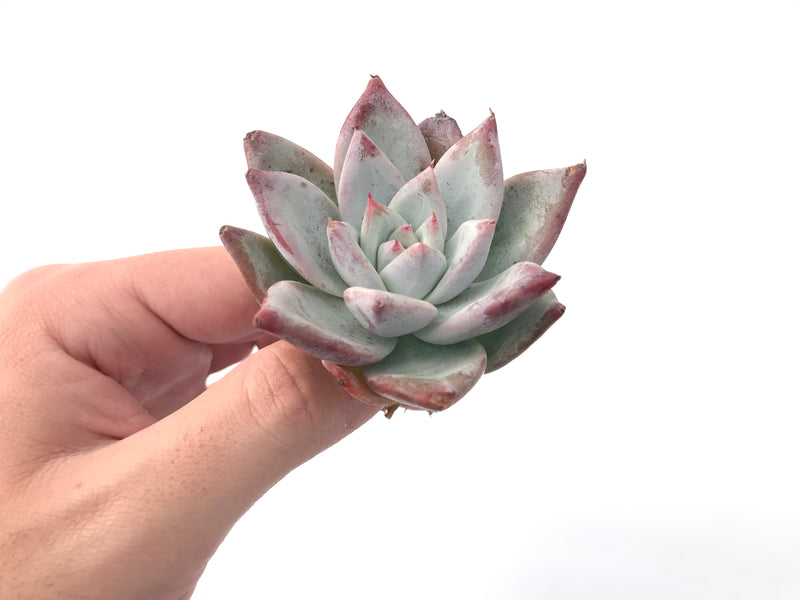 Echeveria 'Colorata' 2”-3” Powdery Succulent Plant