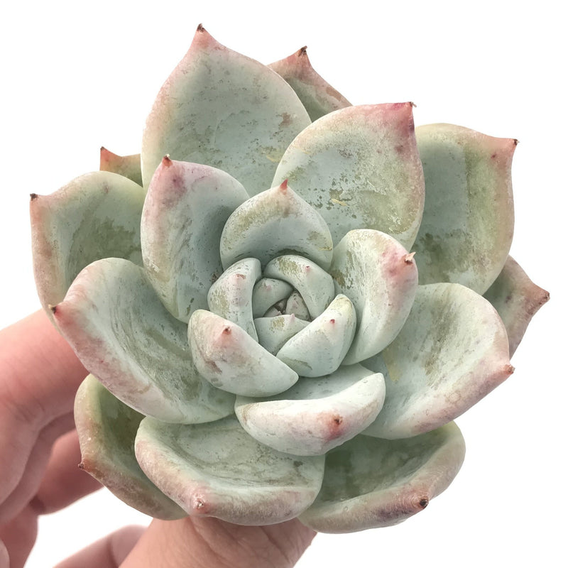 Echeveria 'Colorata' 2”-3” Powdery Succulent Plant