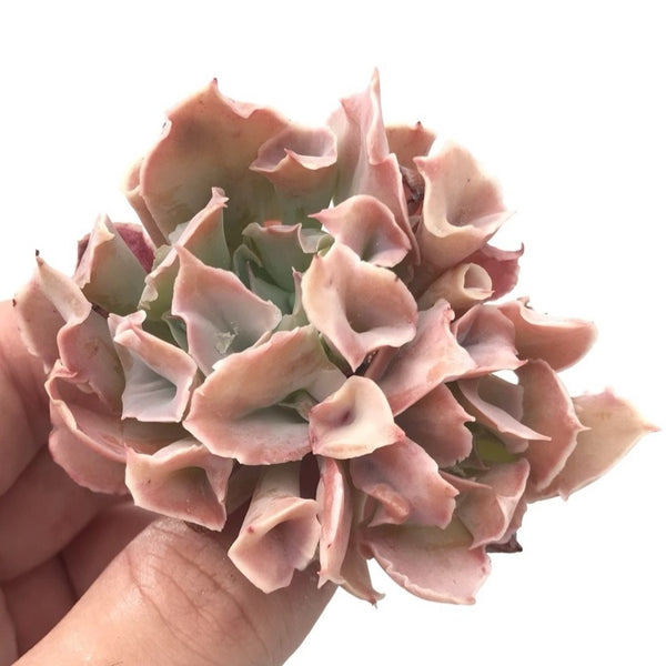 Echeveria 'Trumpet Pinky' 2"-3" Rare Succulent Plant