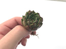 Echeveria Agavoides 'Redtip' 1" Rare Succulent Plant