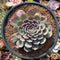 Echeveria 'Zeta' 2"-3" Succulent Plant