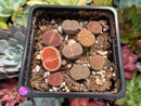 Collection of Lithops 2" (x9 Lithops) Succulent Plant