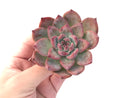 Echeveria 'Colorata' 3" Powdery Succulent Plant