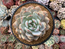 Echeveria 'Orange Monroe' 4”-5" Powdery Succulent Plant