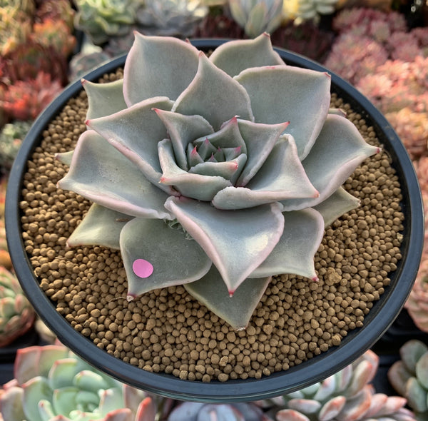 Echeveria 'Madiba' 4"-5" Succulent Plant