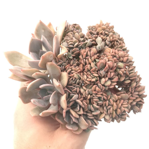 Graptoveria 'Debbie' Crested 5"-6" Rare Succulent Plant