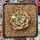 Echeveria Agavoides 'Toby' 2" Succulent Plant