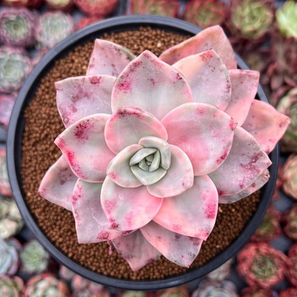 Graptopetalum 'Bainesii' Variegated 4" Succulent Plant