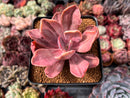 Pachyveria 'Pampoteus' Variegated 3" Succulent Plant