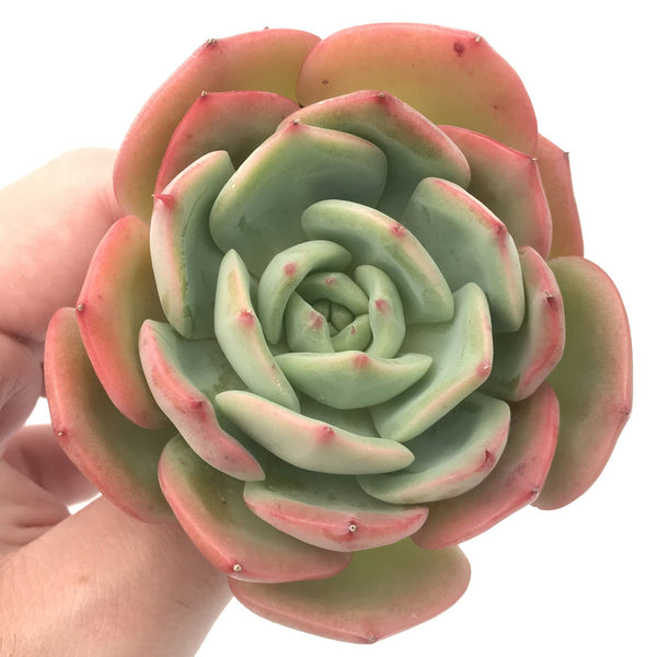 Echeveria 'Patricia' 3" Rare Succulent Plant