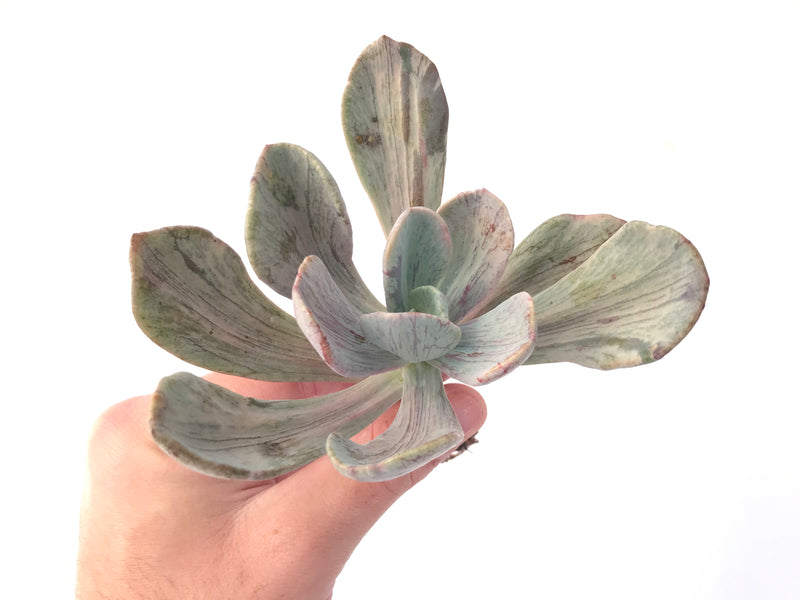 Pachyveria 'Jocelyns Joy' Variegated 4" Succulent Plant