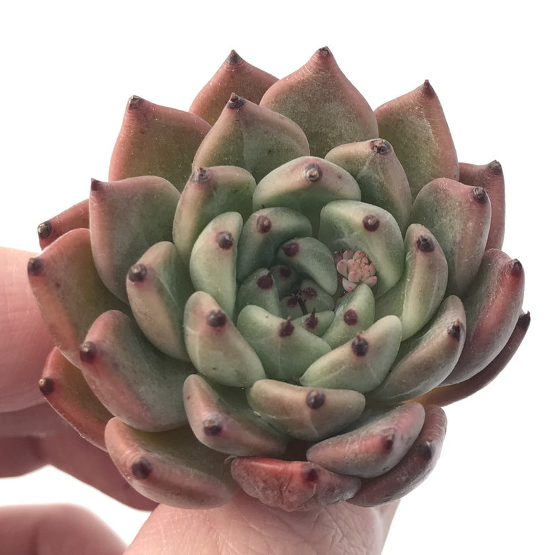 Echeveria 'Red Tips' 1"-2" Succulent Plant