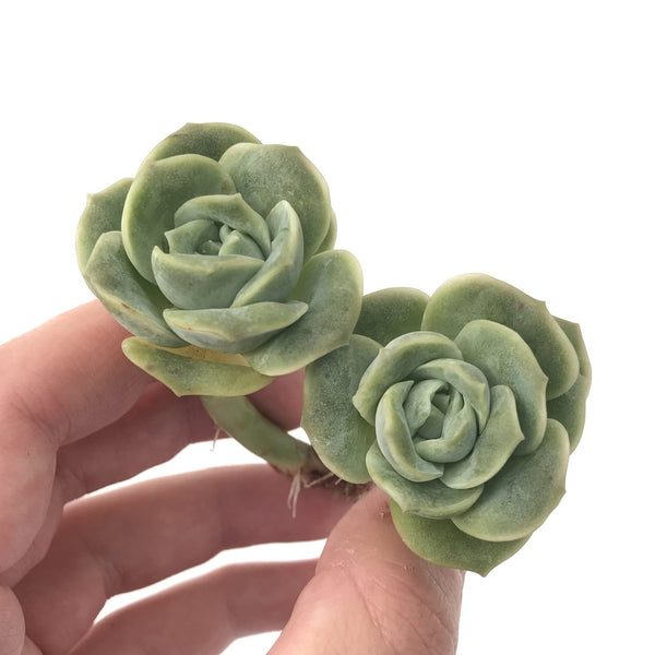 Echeveria 'Lovely Rose' 2"-3" Succulent Plant