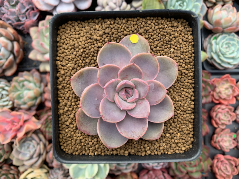 Echeveria Agavoides 'Tinkerbell' 3" Succulent Plant